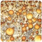 Псилоцибиновые (галлюциногенные)  грибы Psilocybin "Golden Teacher" в Барабинске